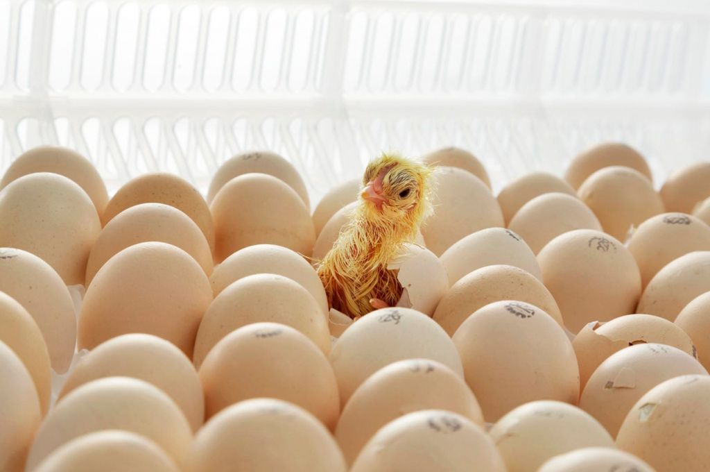 Все об инкубации гусиных яиц в домашних условиях: таблица температуры, влажность